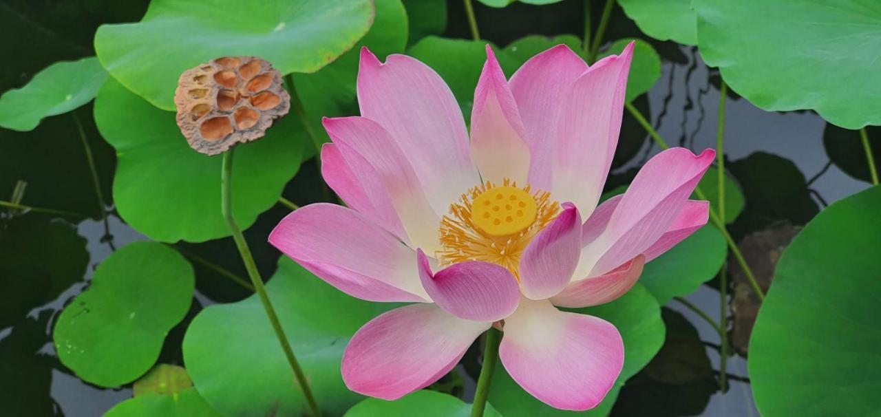 Lotus Bungalows Candidasa Kültér fotó